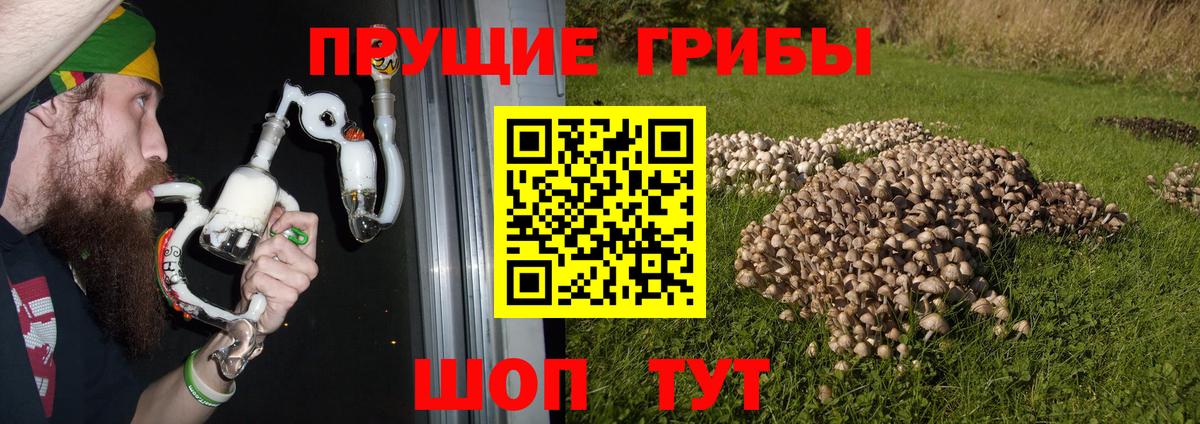 дарнет шоп  Вход с VPN  Корсаков  Галлюциногенные грибы Psilocybe 